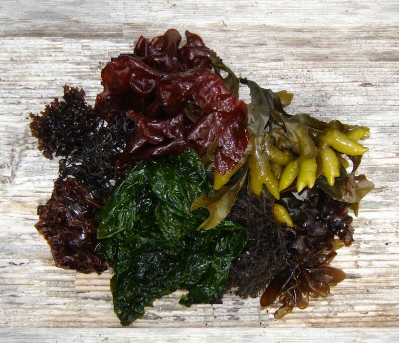 Ламинария съедобна. Морские водоросли съедобные. Блюда из водорослей. Морской виноград. Красные водоросли съедобные.